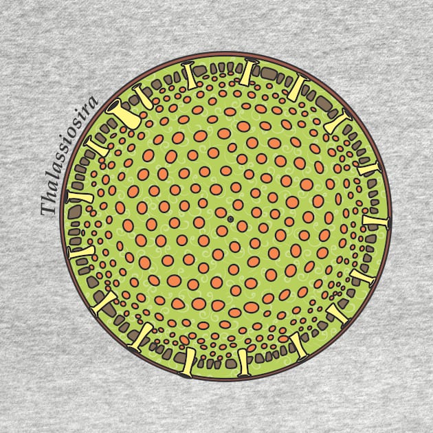 Diatom - Thalassiosira (scientific, color) by DiatomsATTACK